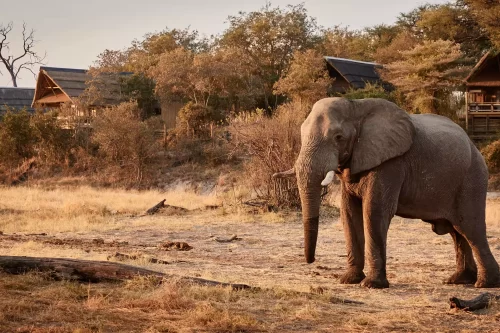 Savute Elephant Lodge
