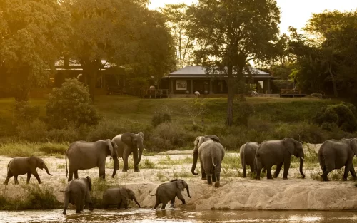 MalaMala Rattray’s Camp