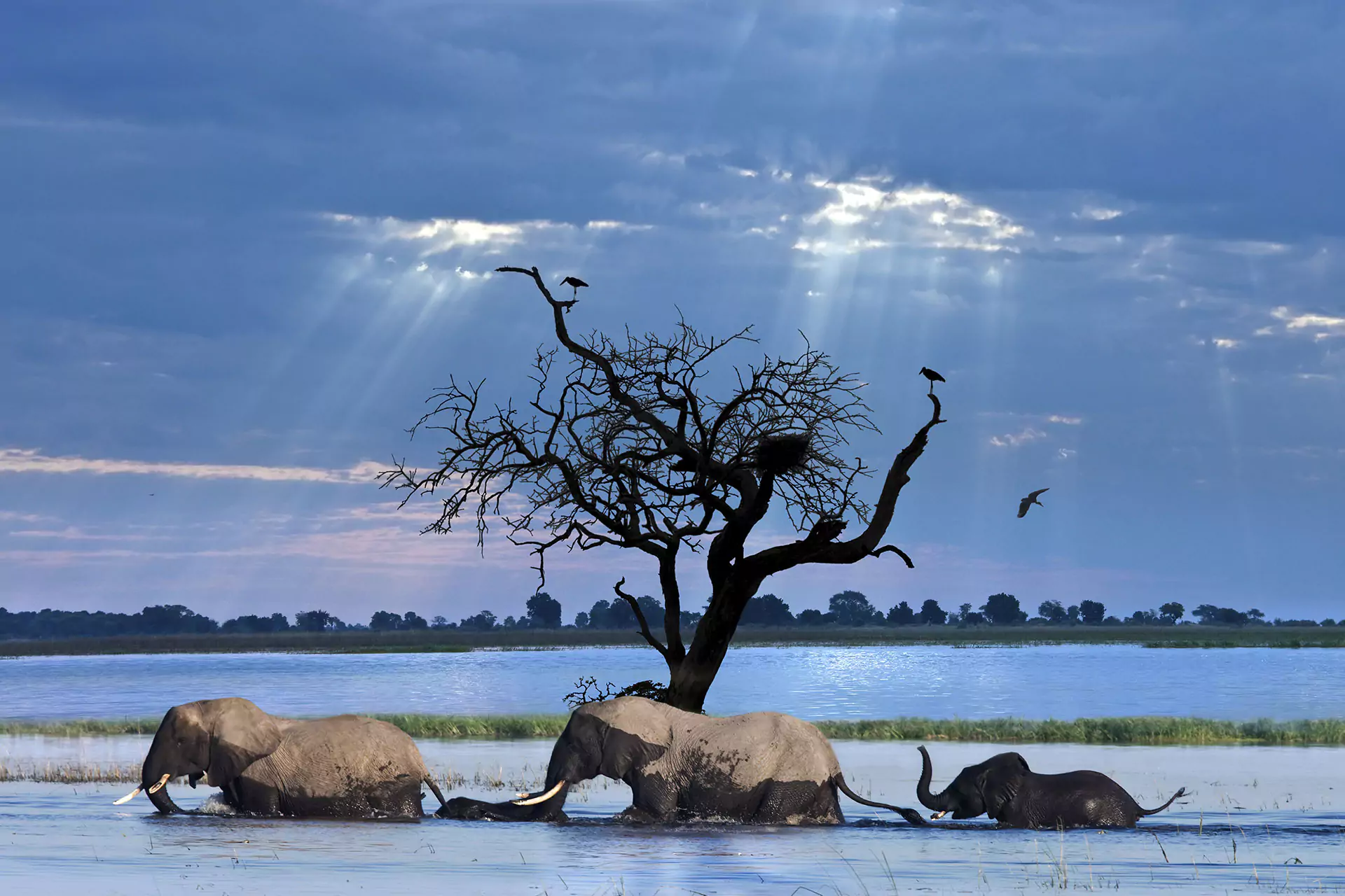 Parque Nacional Chobe / Savute