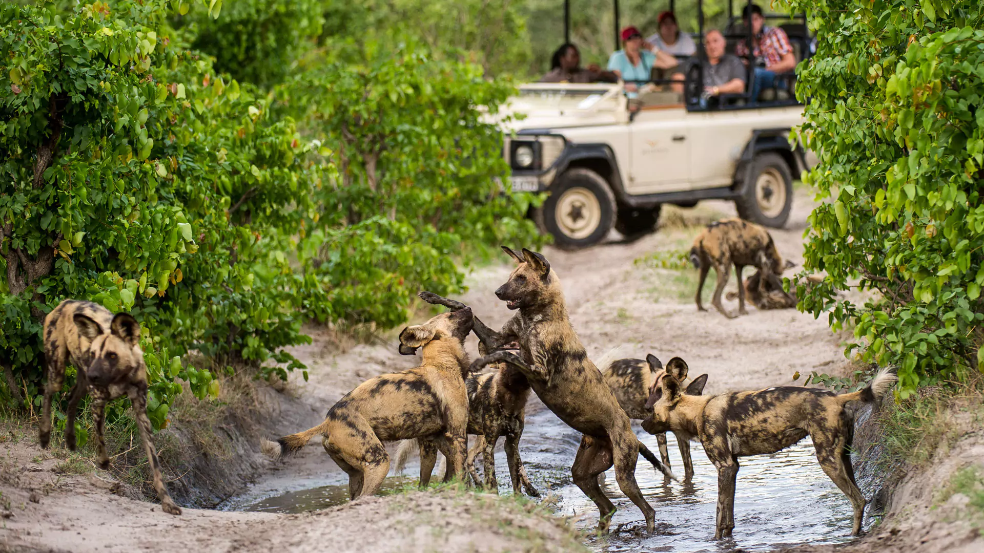 Reserva Privada Selinda / Linyanti