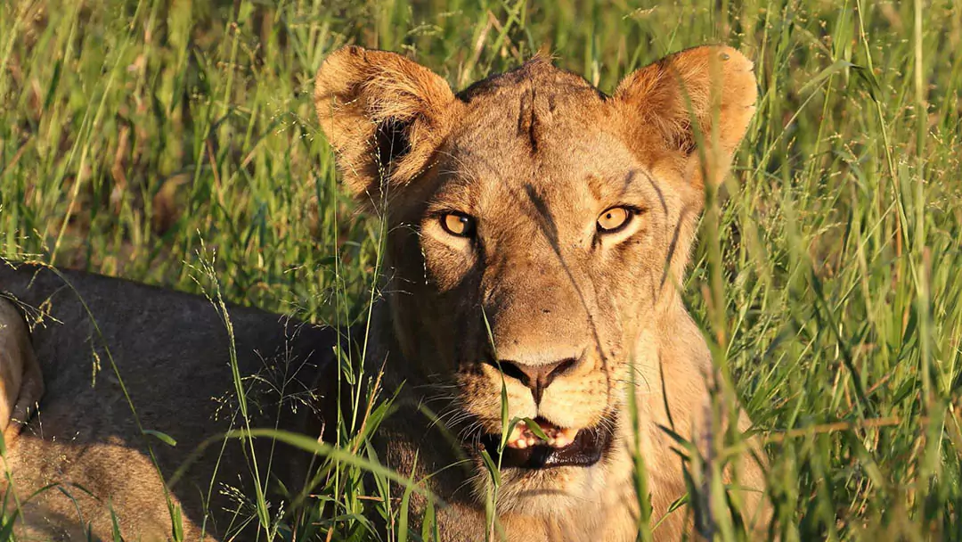 Parque Nacional da Gorongosa