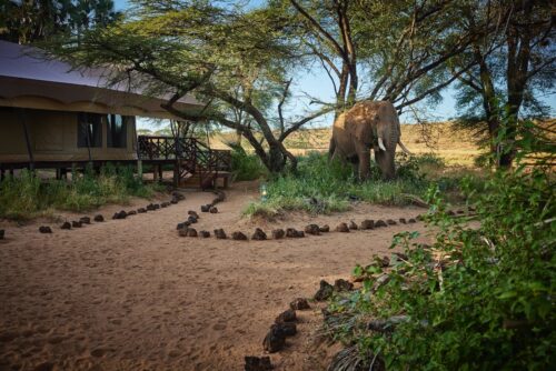 Elephant Bedroom Camp