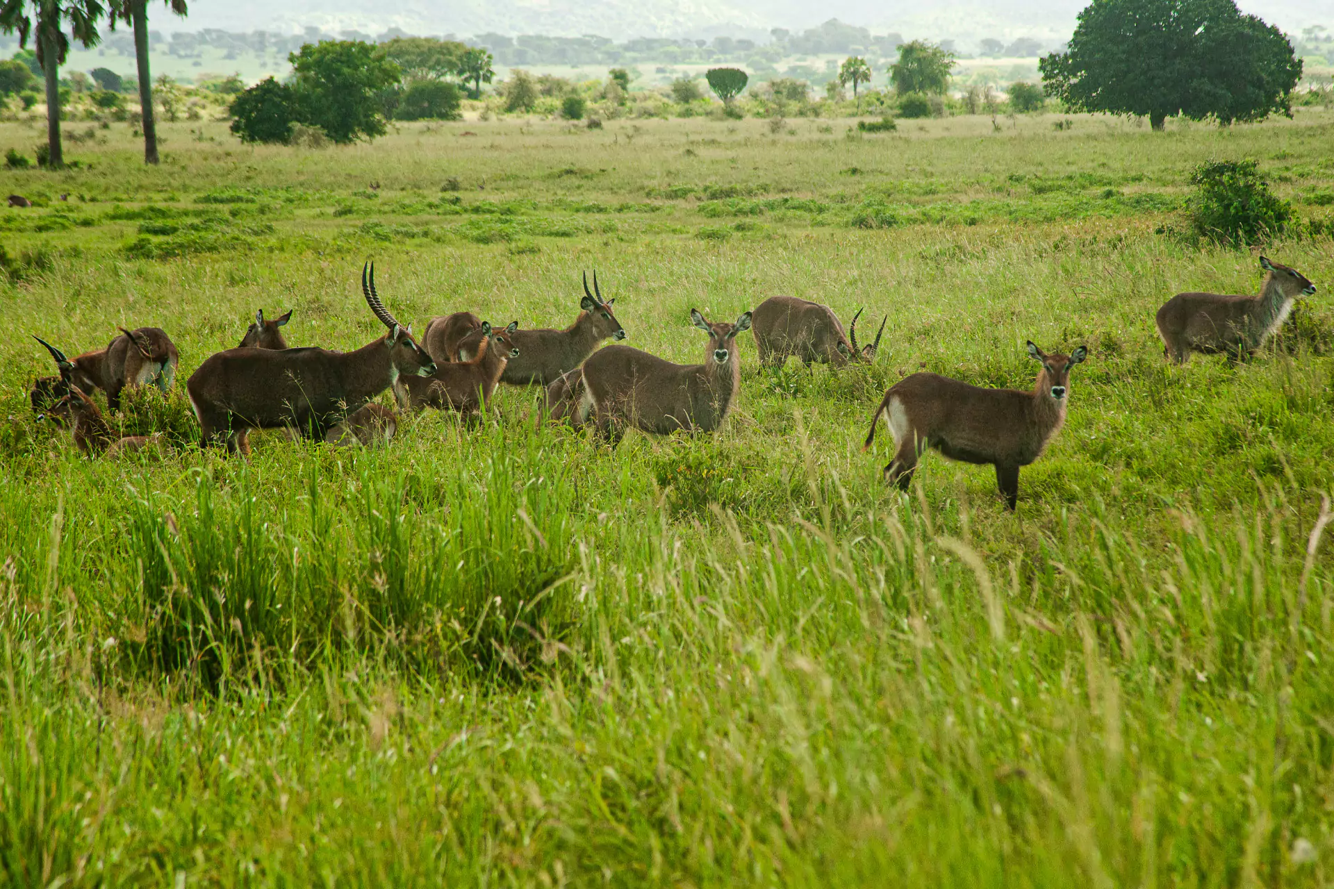Kidepo Valley National Park