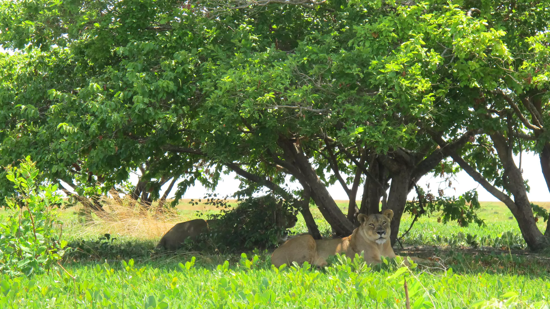Liuwa Plain National Park