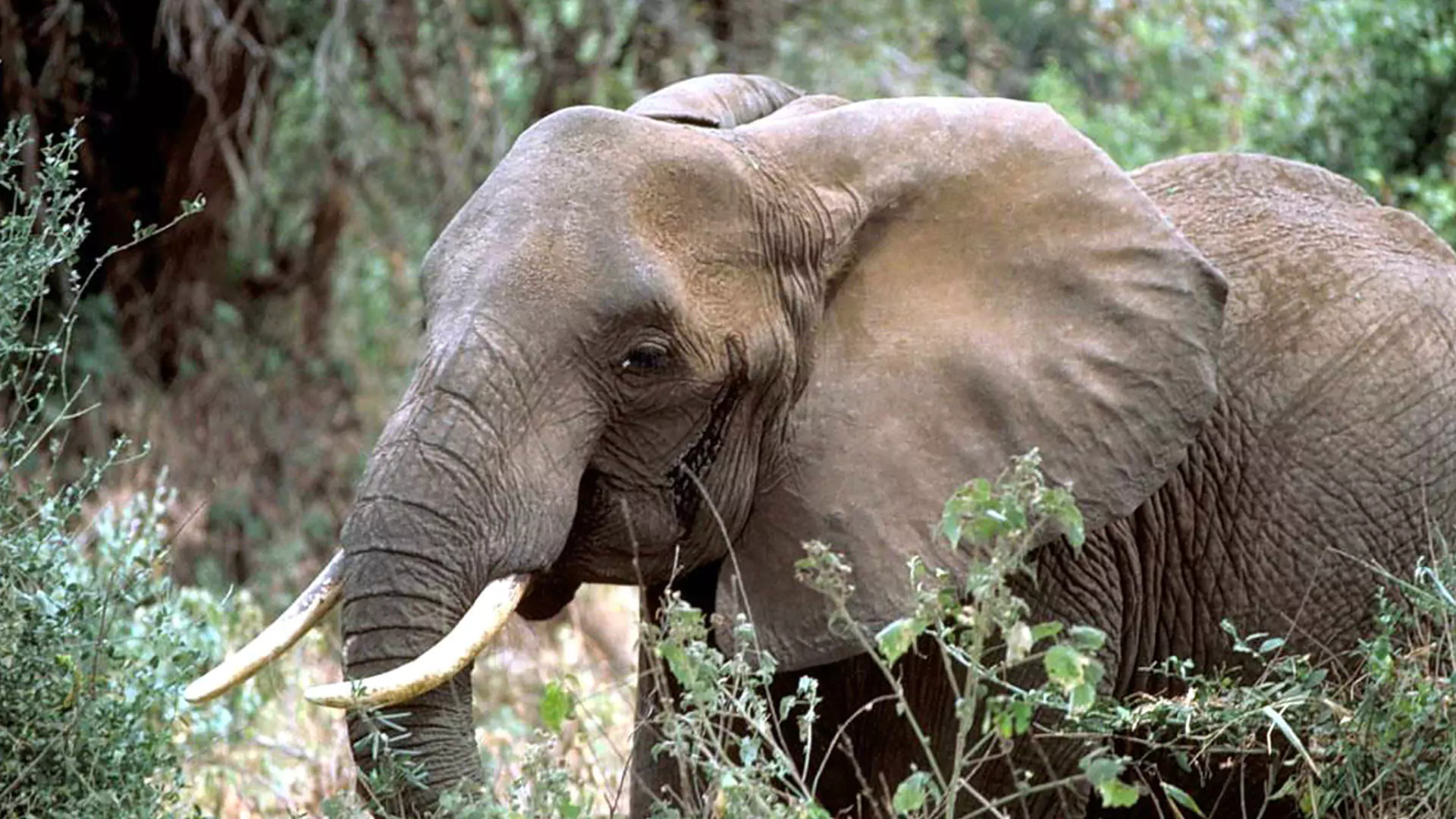 Majete Wildlife Reserve