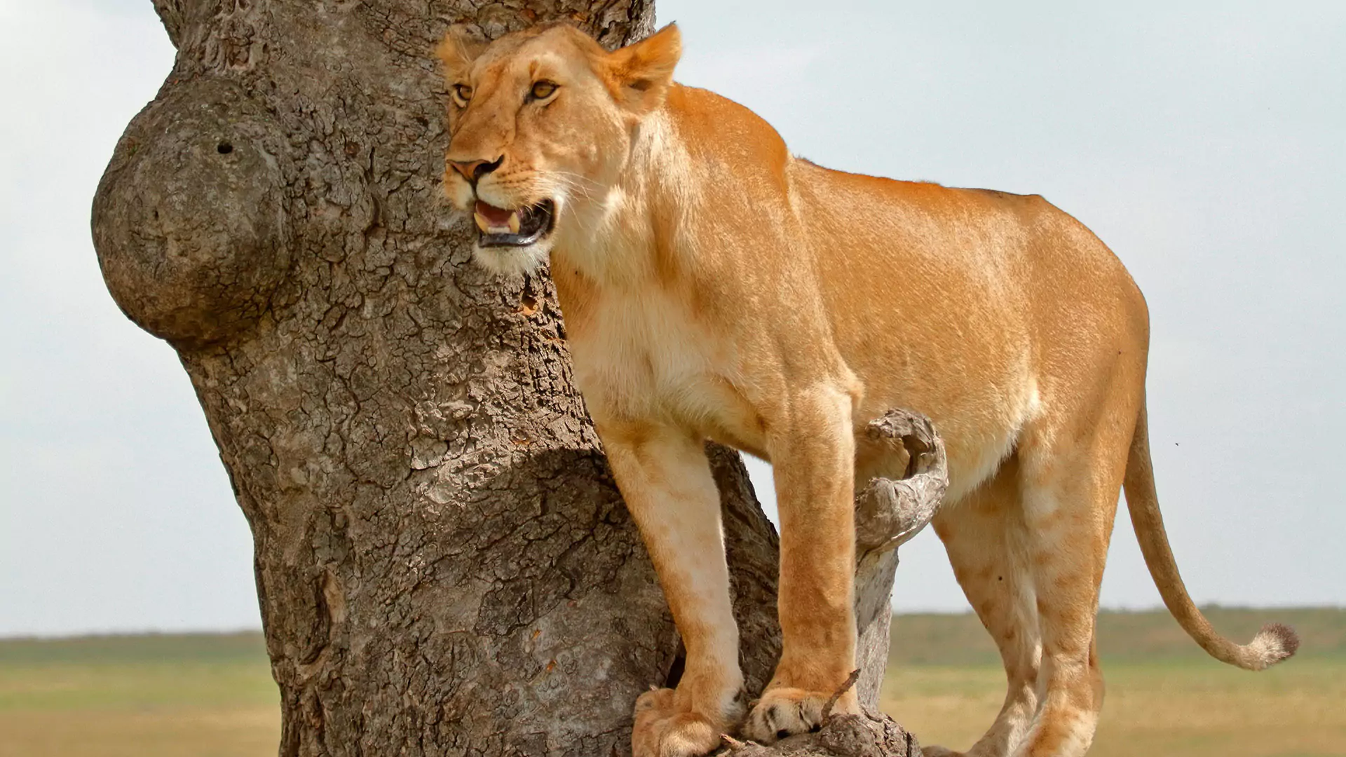 Masai Mara National Reserve