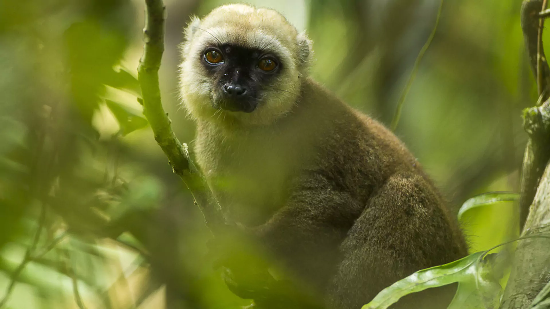 Península de Masoala