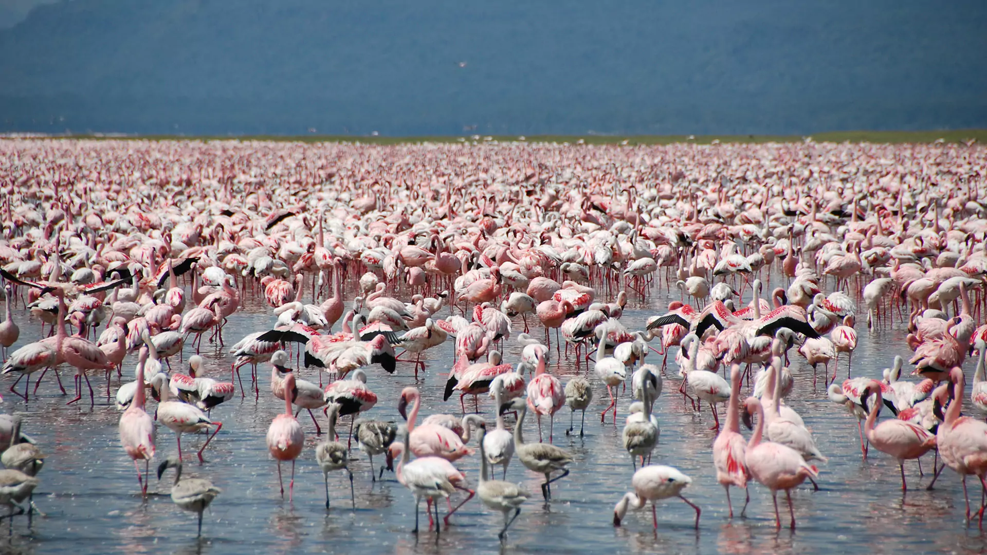 Lake Nakuru