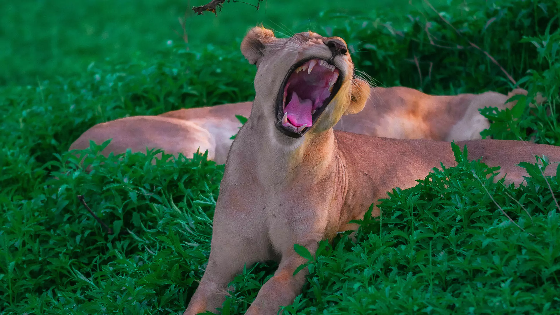 Nyerere National Park