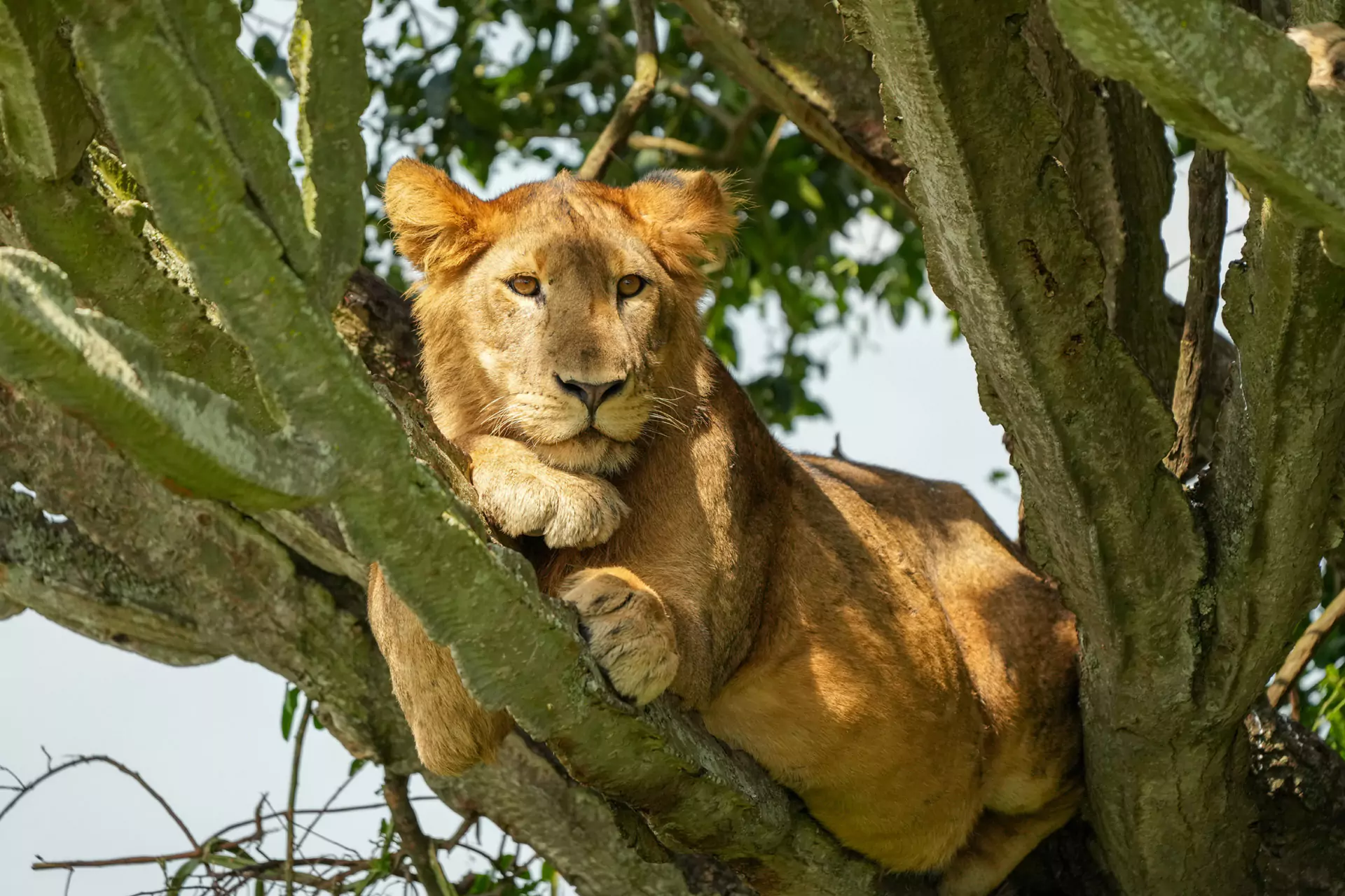 Queen Elizabeth National Park