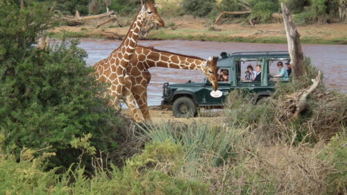 Samburu Intrepids Camp