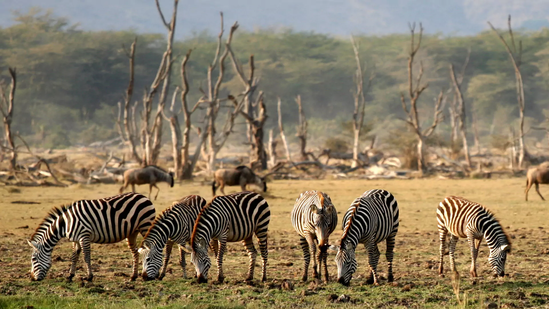 Tarangire & Lake Manyara