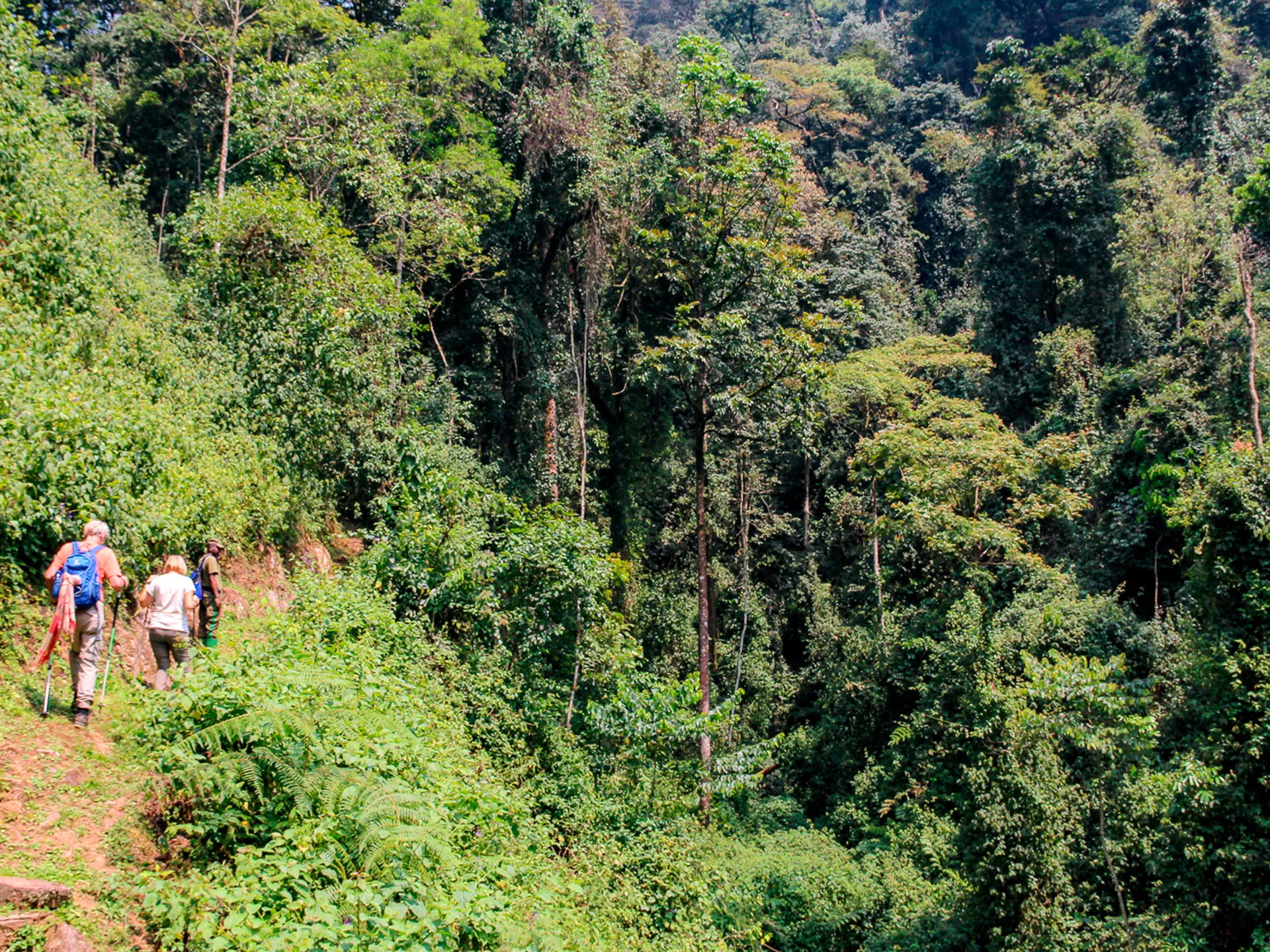 Nyungwe Forest National Park