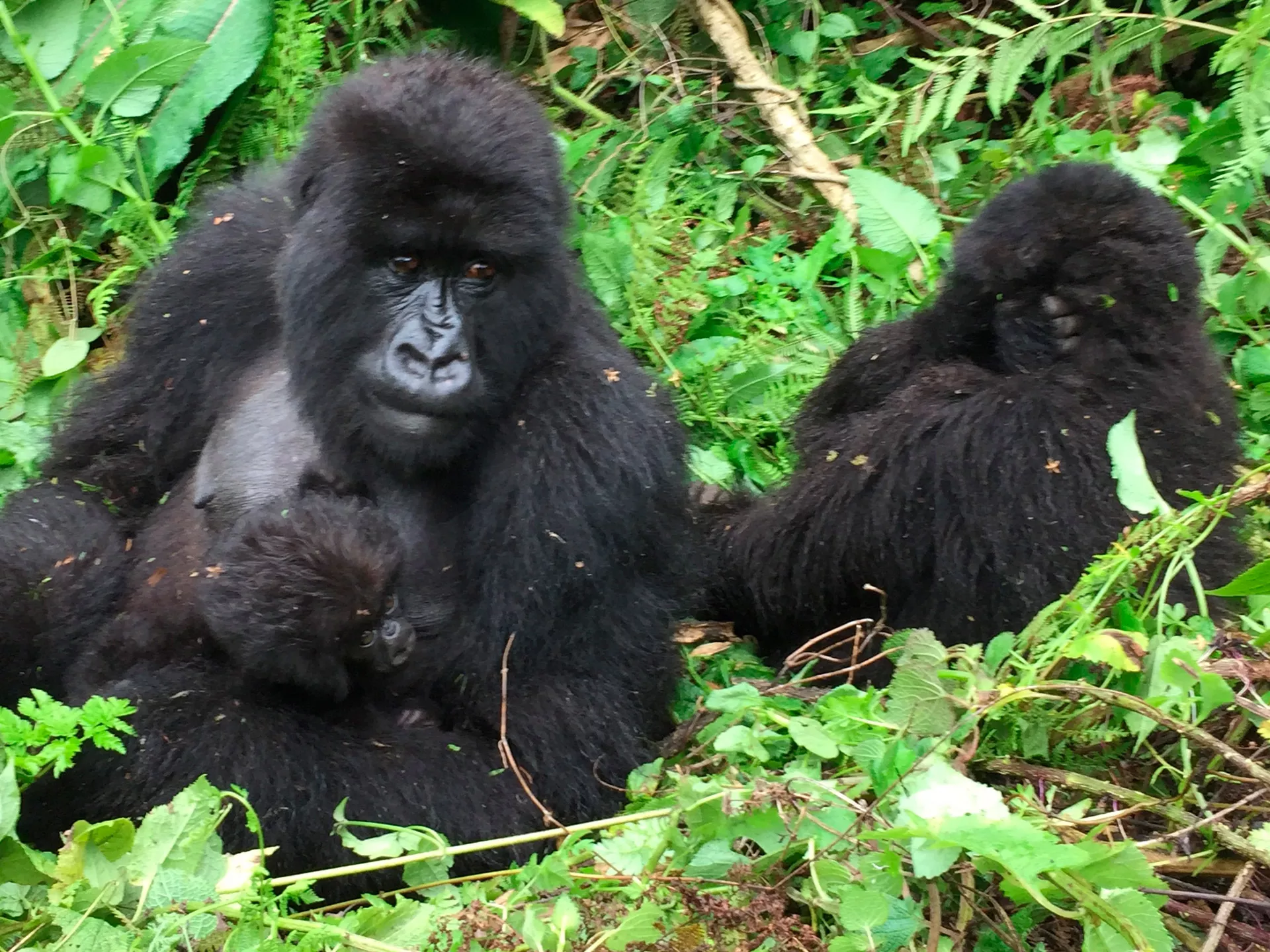 Volcanoes National Park