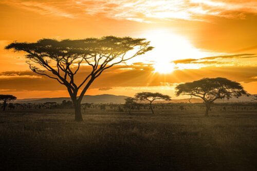 Siringit Serengeti
