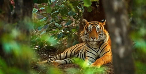 The Oberoi Vanyavilas