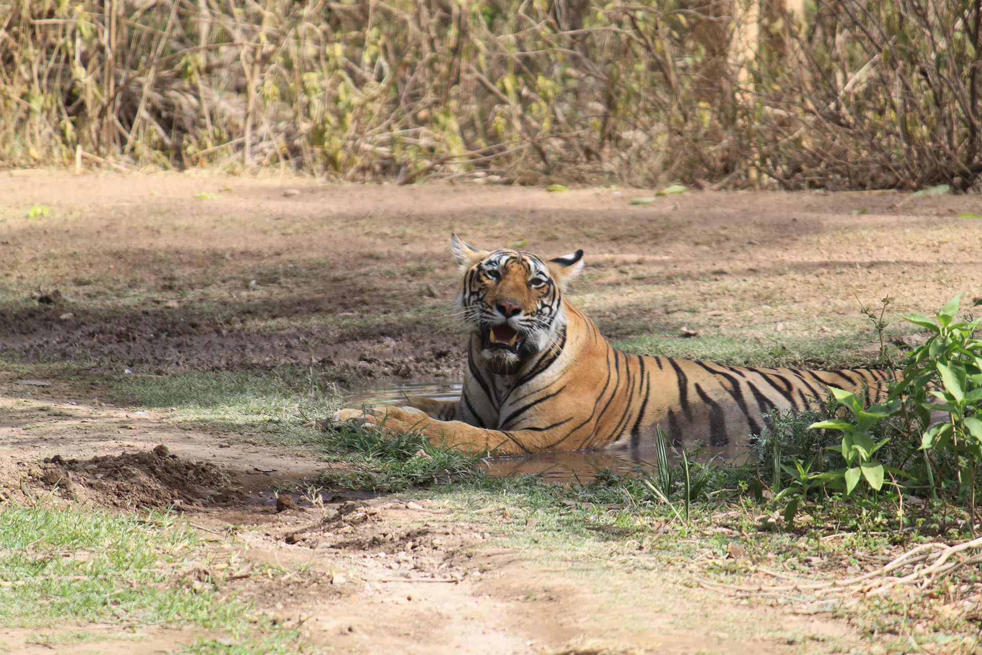 Parque Nacional de Ranthambore