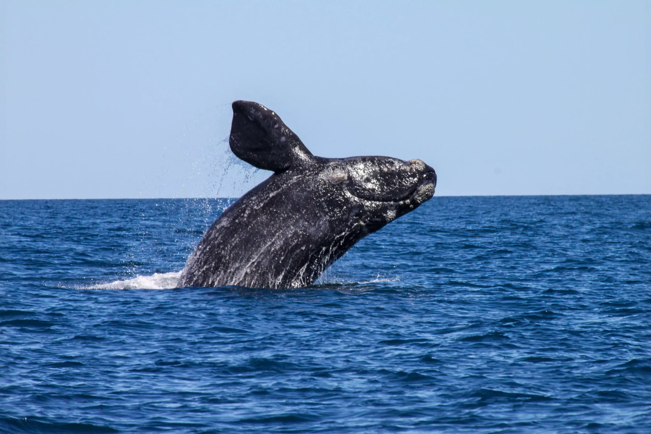 Parque Nacional Marino Ballena