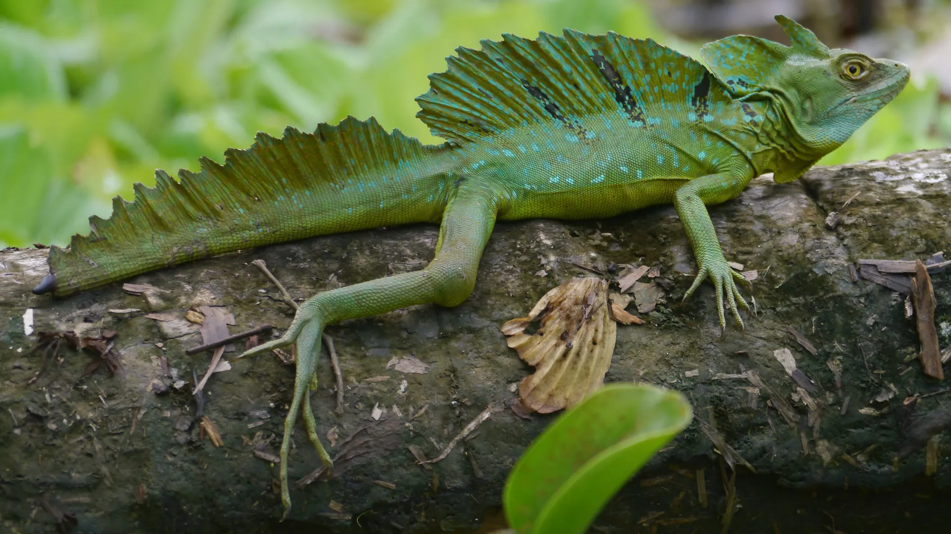 Tortuguero