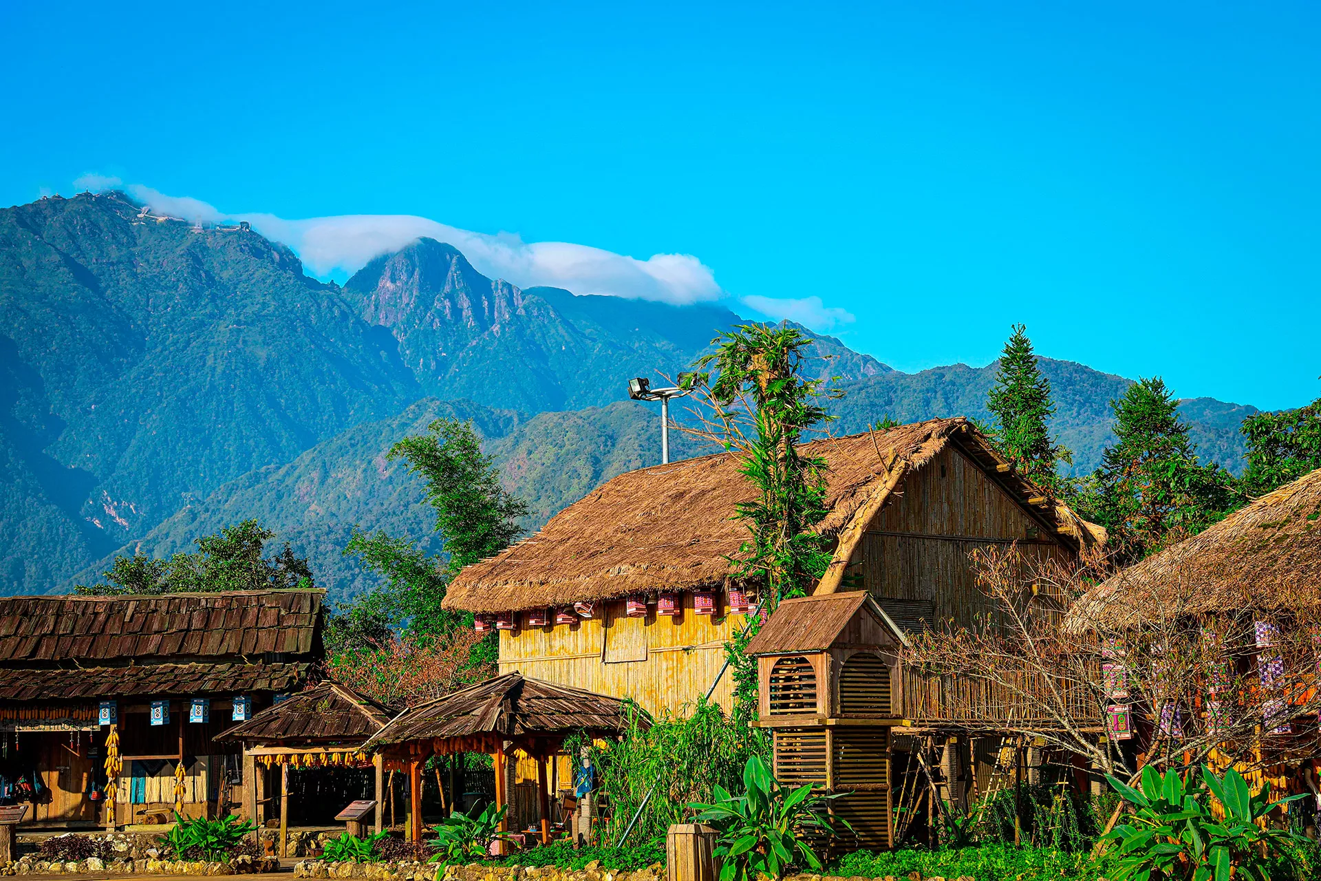 SAPa